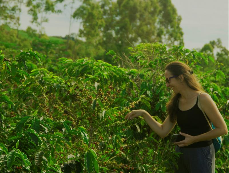 Visita às fazendas de Café faz parte do programa de turismo rural em Brotas