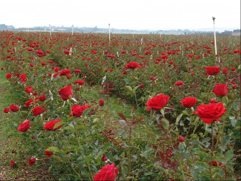 Fazenda de flores aberta para visitação turística em Holambra: show de cores e formatos