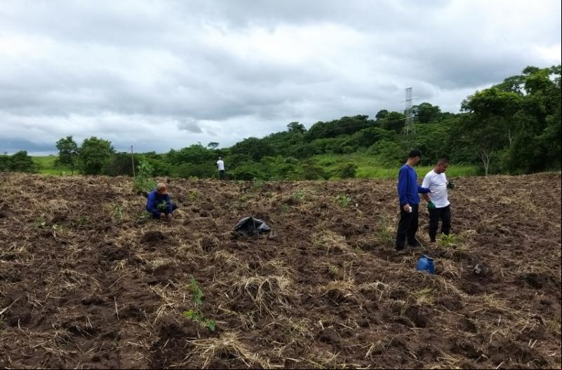 Cedida  - Plantio faz parte do programa Prudente Mais Verde