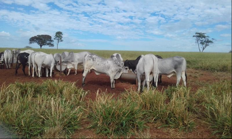 inverno prejudica agricultura na região de presidente prudente
